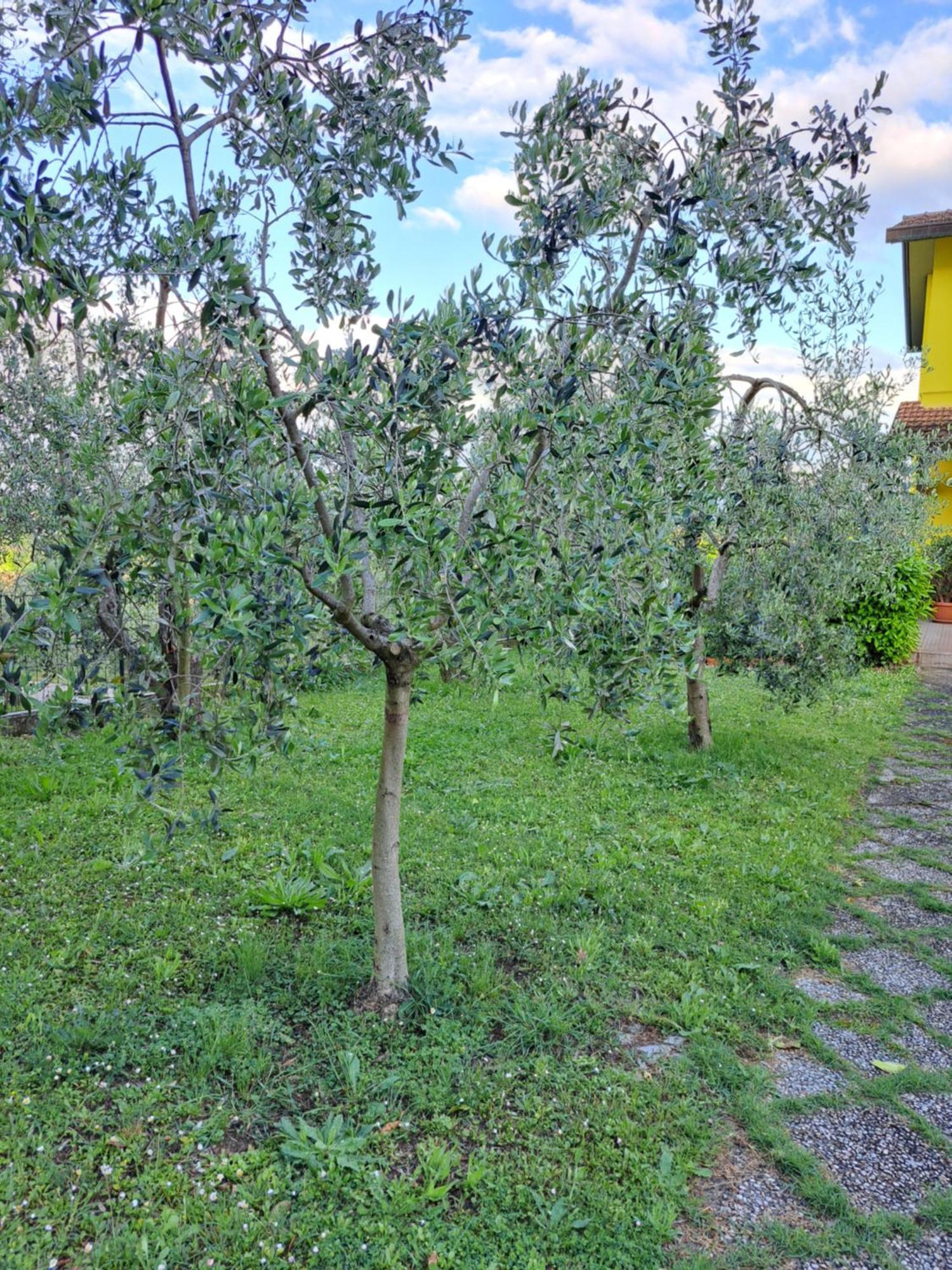 Casa Gli Ulivi Vila Montepulciano Stazione Exterior foto
