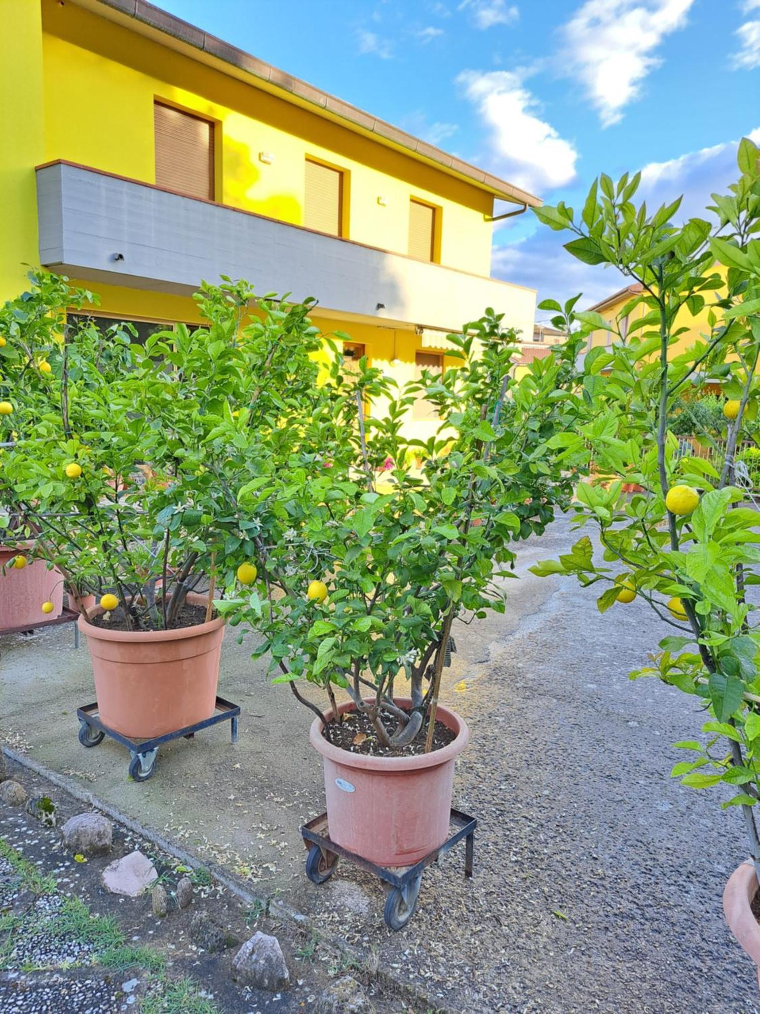Casa Gli Ulivi Vila Montepulciano Stazione Exterior foto